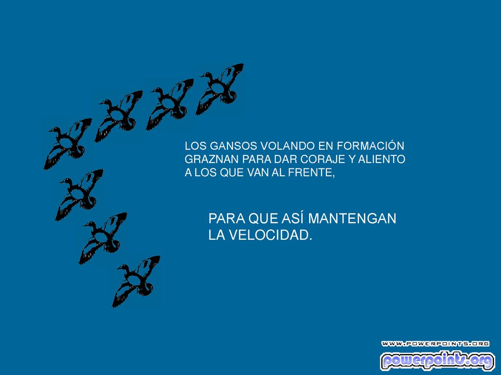 PARA QUE ASÍ MANTENGAN LA VELOCIDAD. LOS GANSOS VOLANDO EN FORMACIÓN
