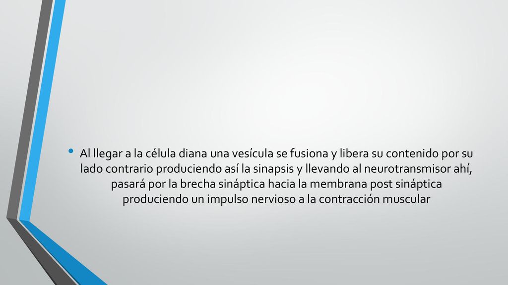 Al llegar a la célula diana una vesícula se fusiona y libera su contenido por su lado contrario produciendo así la sinapsis y llevando al neurotransmisor ahí, pasará por la brecha sináptica hacia la membrana post sináptica produciendo un impulso nervioso a la contracción muscular