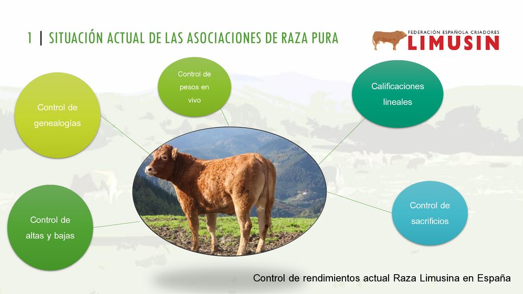 1 | SITUACIÓN ACTUAL DE LAS ASOCIACIONES DE RAZA PURA
