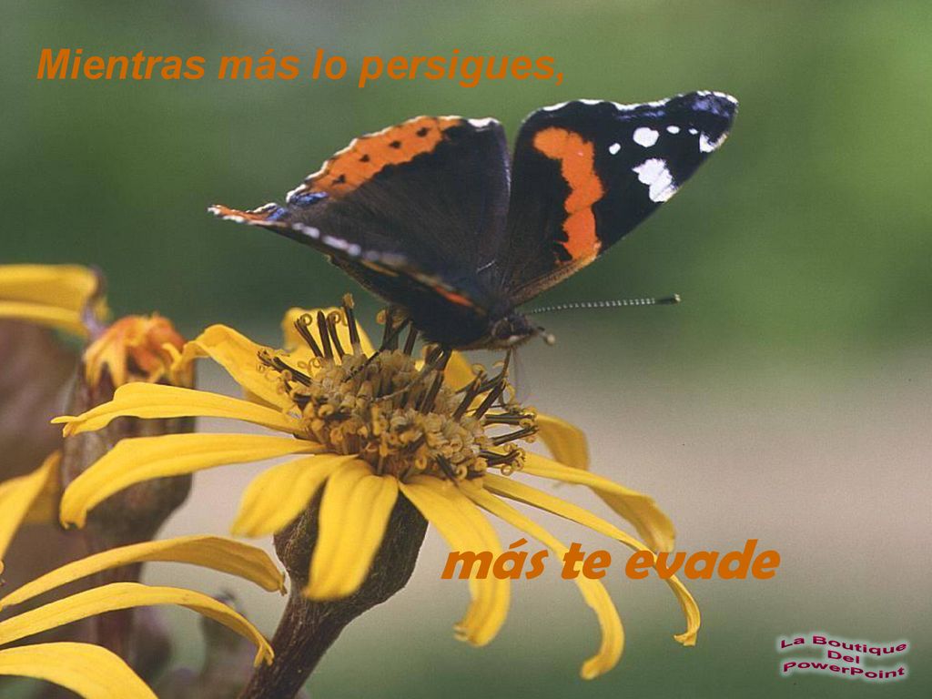 más te evade Mientras más lo persigues, La Boutique Del PowerPoint