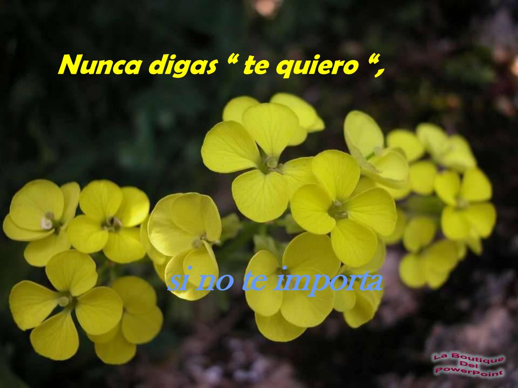 si no te importa Nunca digas te quiero , La Boutique Del PowerPoint