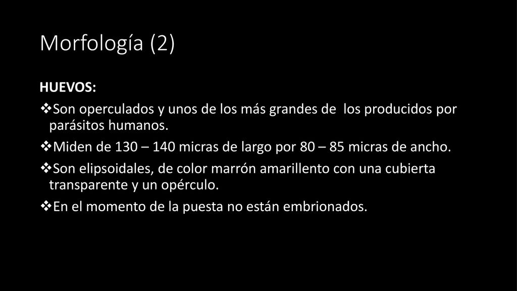 Morfología (2) HUEVOS: Son operculados y unos de los más grandes de los producidos por parásitos humanos.