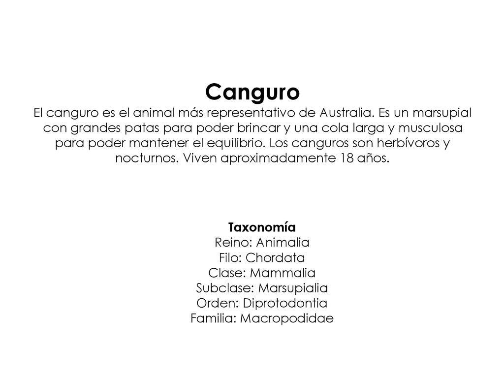 Canguro El canguro es el animal más representativo de Australia
