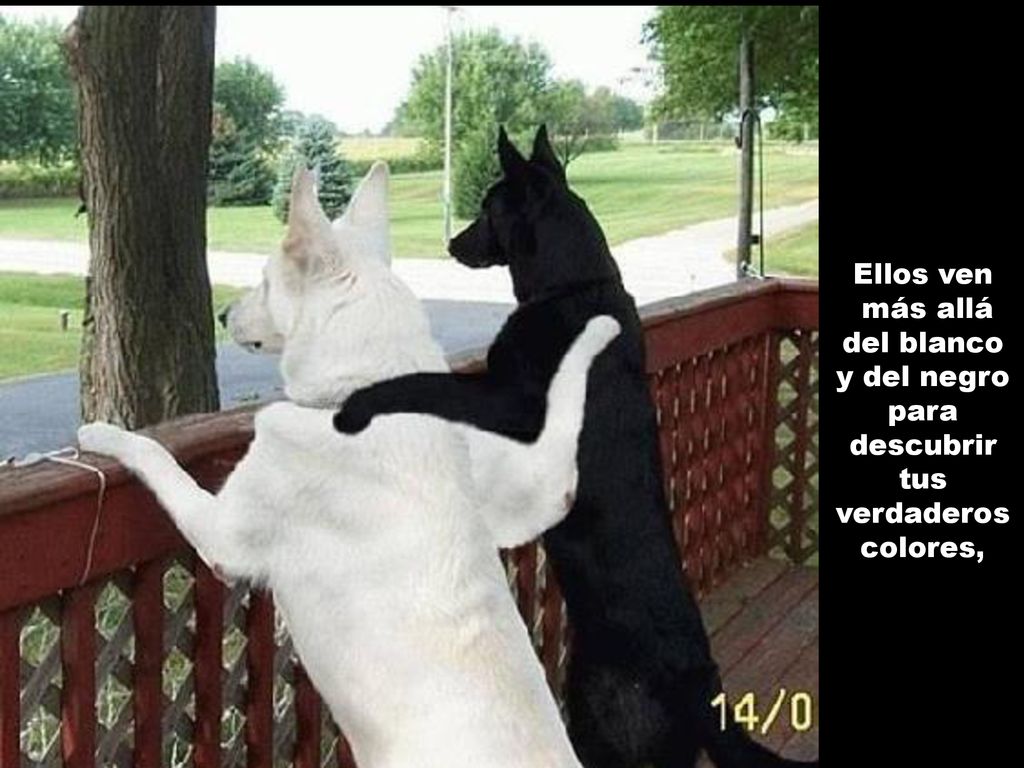 Ellos ven más allá del blanco y del negro para descubrir tus verdaderos colores,