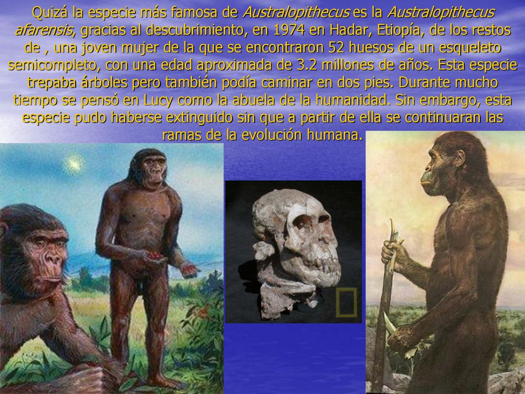 Quizá la especie más famosa de Australopithecus es la Australopithecus afarensis, gracias al descubrimiento, en 1974 en Hadar, Etiopía, de los restos de , una joven mujer de la que se encontraron 52 huesos de un esqueleto semicompleto, con una edad aproximada de 3.2 millones de años.