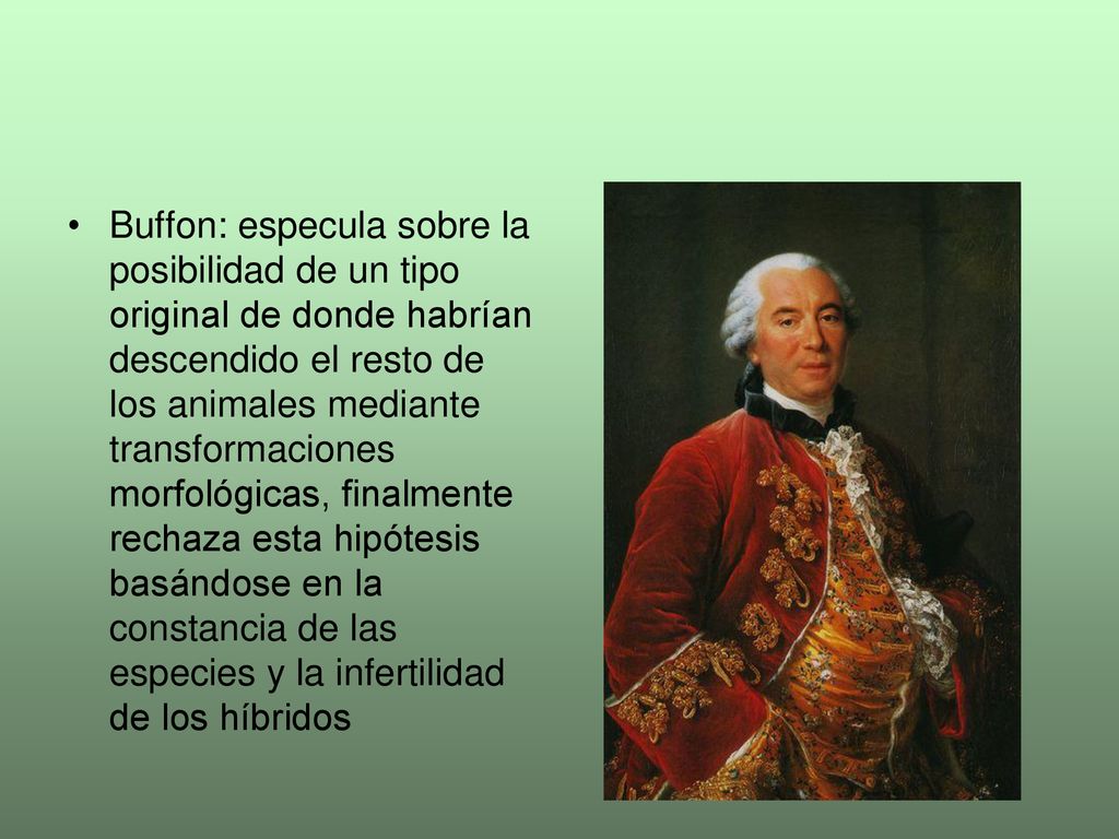 Buffon: especula sobre la posibilidad de un tipo original de donde habrían descendido el resto de los animales mediante transformaciones morfológicas, finalmente rechaza esta hipótesis basándose en la constancia de las especies y la infertilidad de los híbridos