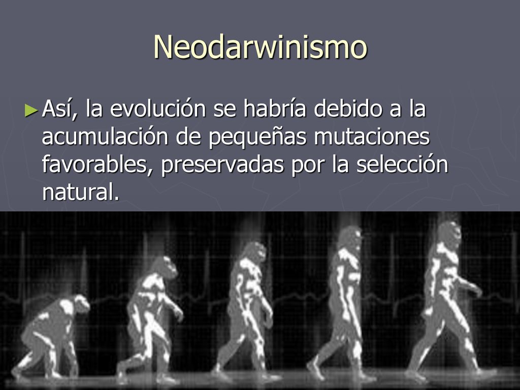 Neodarwinismo Así, la evolución se habría debido a la acumulación de pequeñas mutaciones favorables, preservadas por la selección natural.