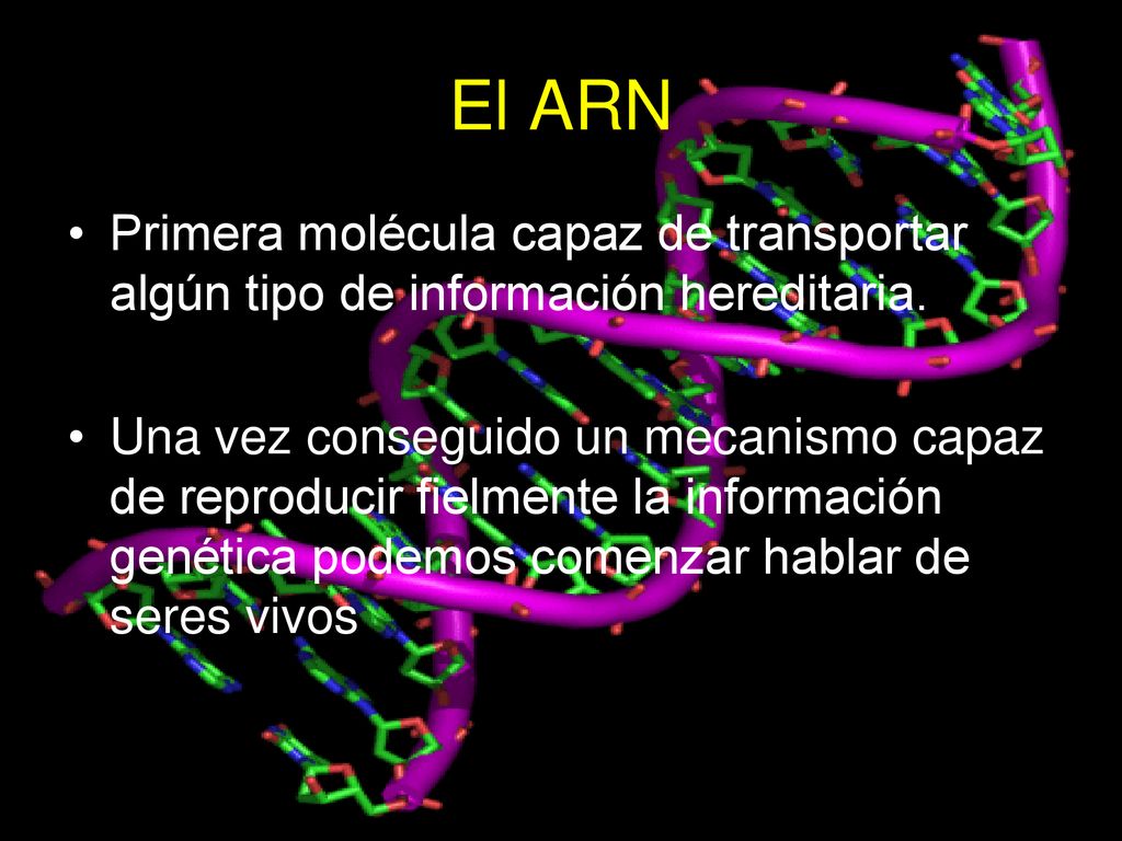 El ARN Primera molécula capaz de transportar algún tipo de información hereditaria.