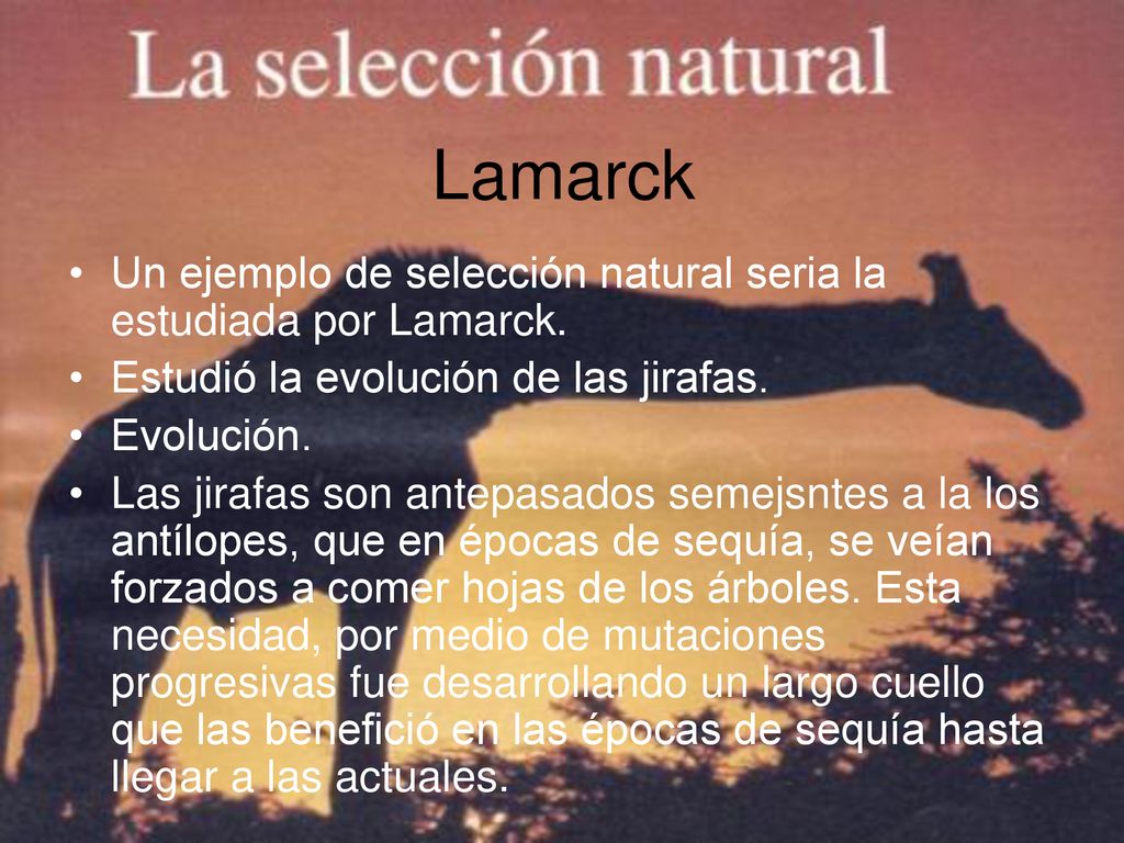 Lamarck Un ejemplo de selección natural seria la estudiada por Lamarck. Estudió la evolución de las jirafas.