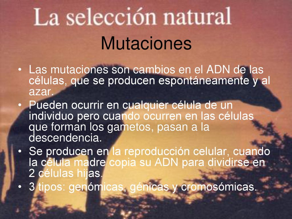 Mutaciones Las mutaciones son cambios en el ADN de las células, que se producen espontáneamente y al azar.