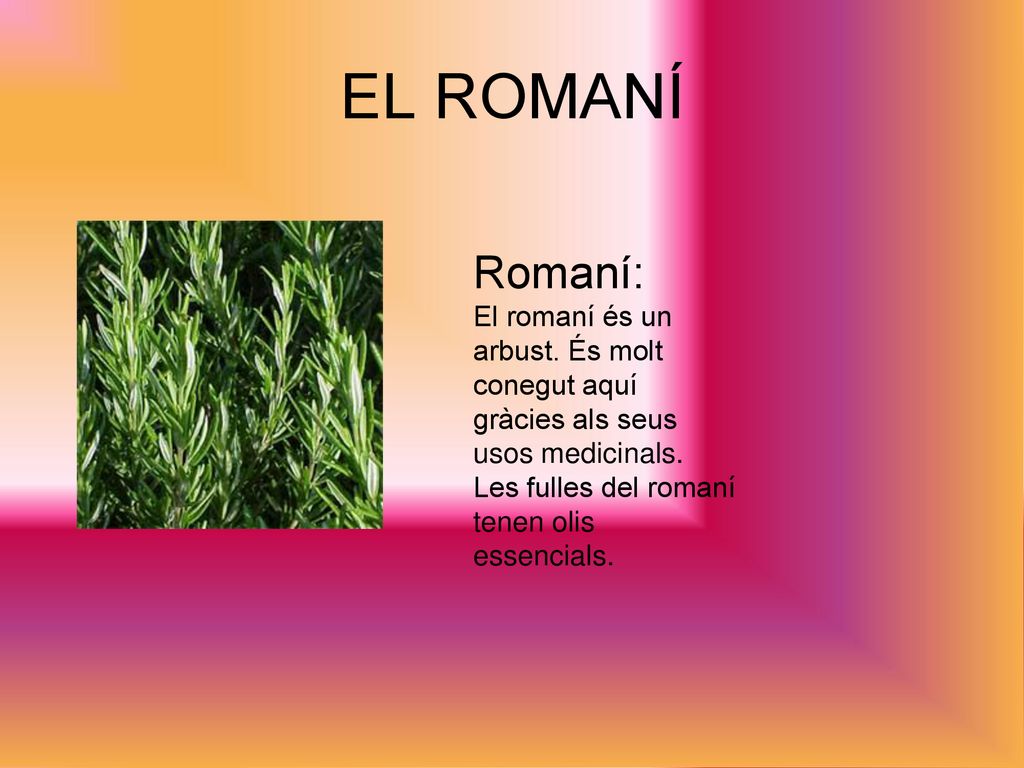 EL ROMANÍ Romaní: El romaní és un arbust. És molt conegut aquí gràcies als seus usos medicinals.