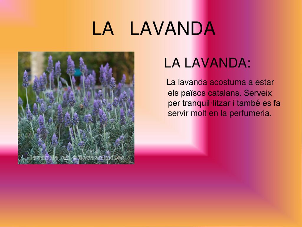 LA LAVANDA LA LAVANDA: La lavanda acostuma a estar els països catalans.