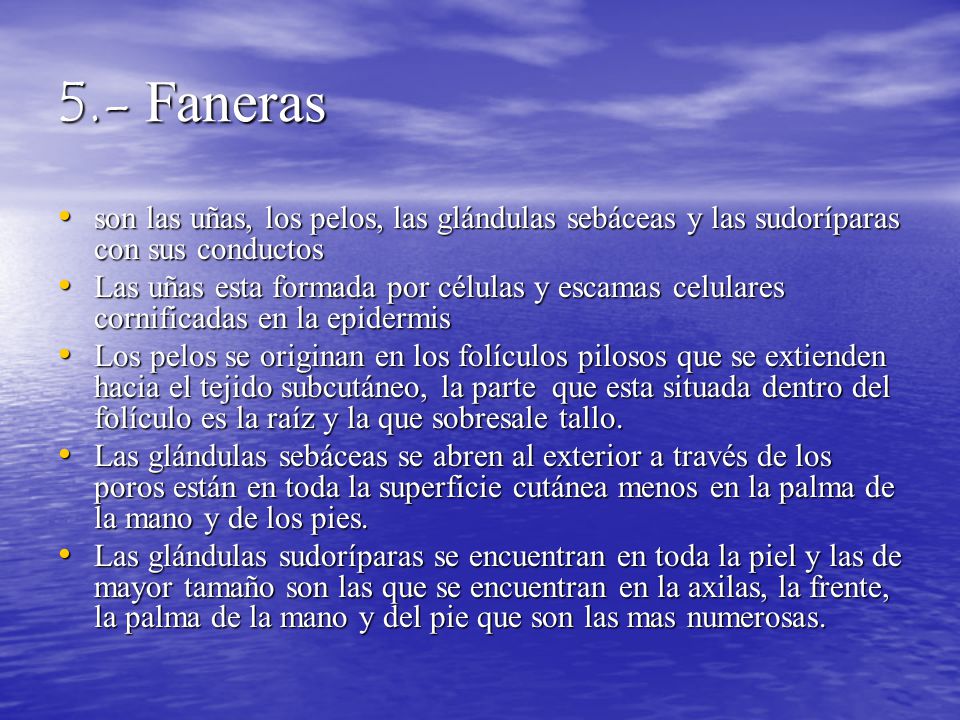 5.- Faneras son las uñas, los pelos, las glándulas sebáceas y las sudoríparas con sus conductos.