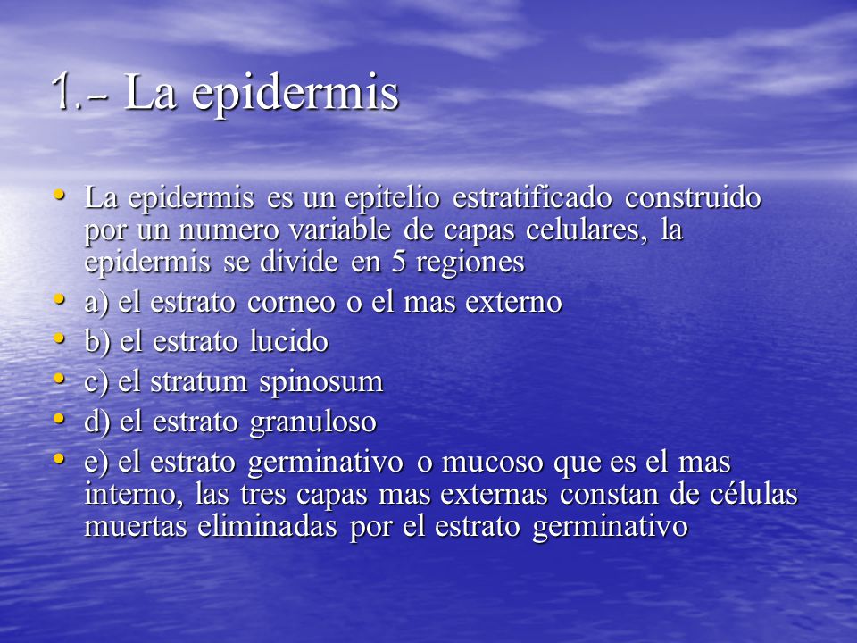 1.- La epidermis La epidermis es un epitelio estratificado construido por un numero variable de capas celulares, la epidermis se divide en 5 regiones.
