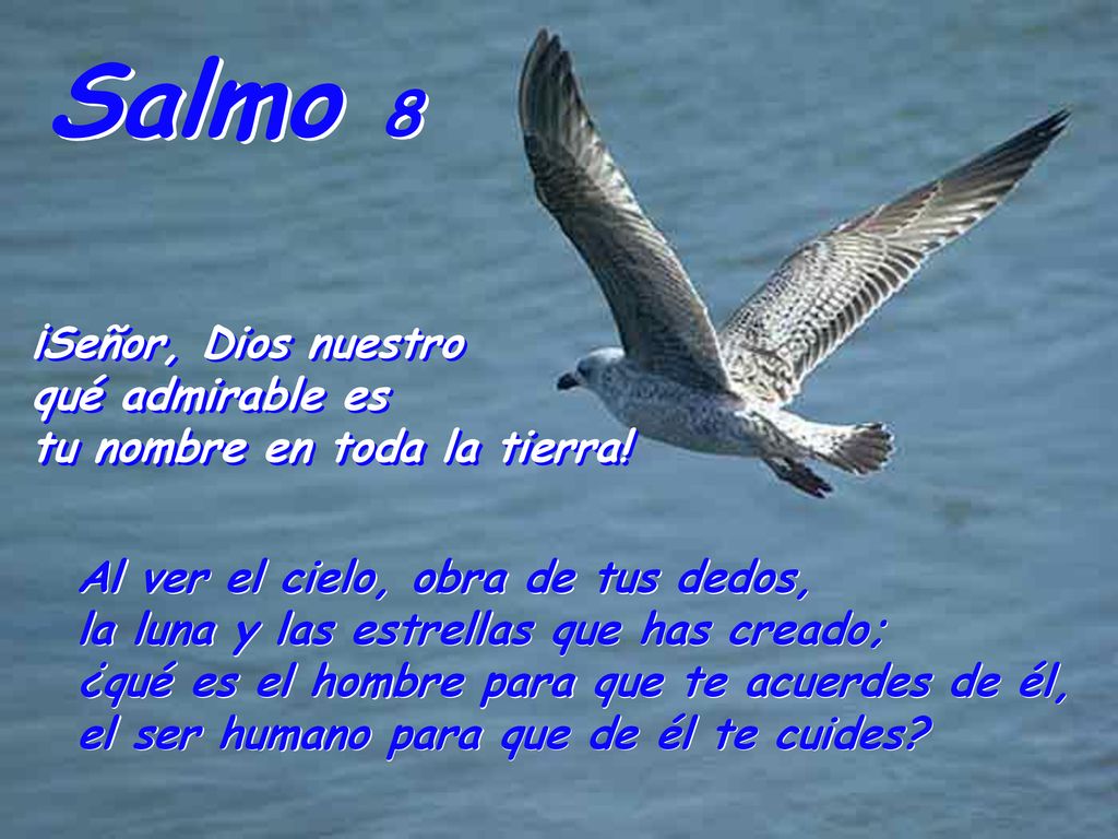 Salmo 8 ¡Señor, Dios nuestro qué admirable es tu nombre en toda la tierra!