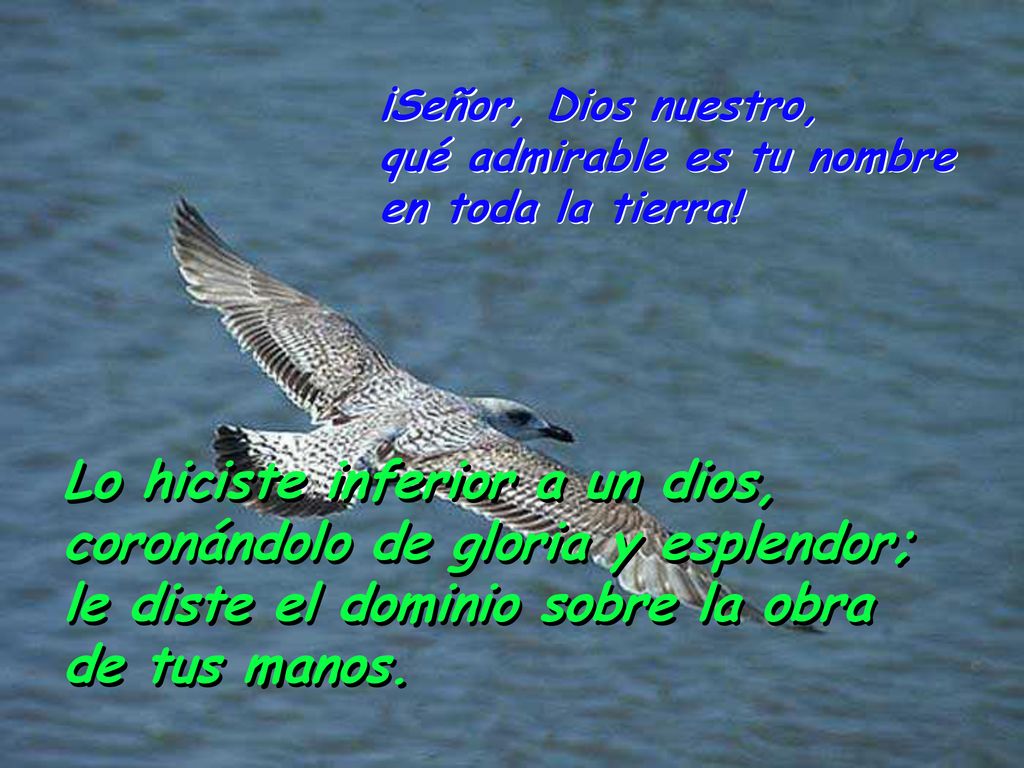 ¡Señor, Dios nuestro, qué admirable es tu nombre en toda la tierra!