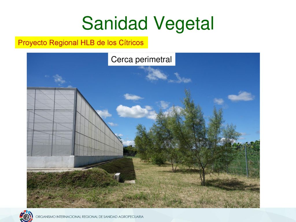 Sanidad Vegetal Proyecto Regional HLB de los Cítricos Cerca perimetral