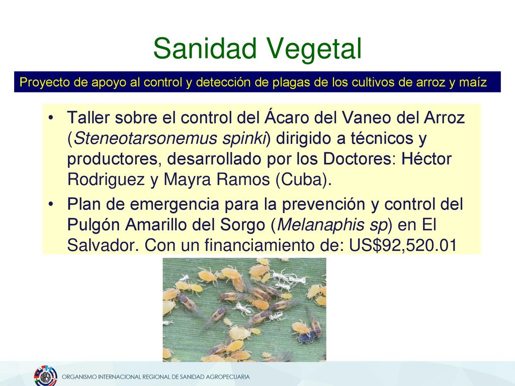 Sanidad Vegetal Proyecto de apoyo al control y detección de plagas de los cultivos de arroz y maíz.
