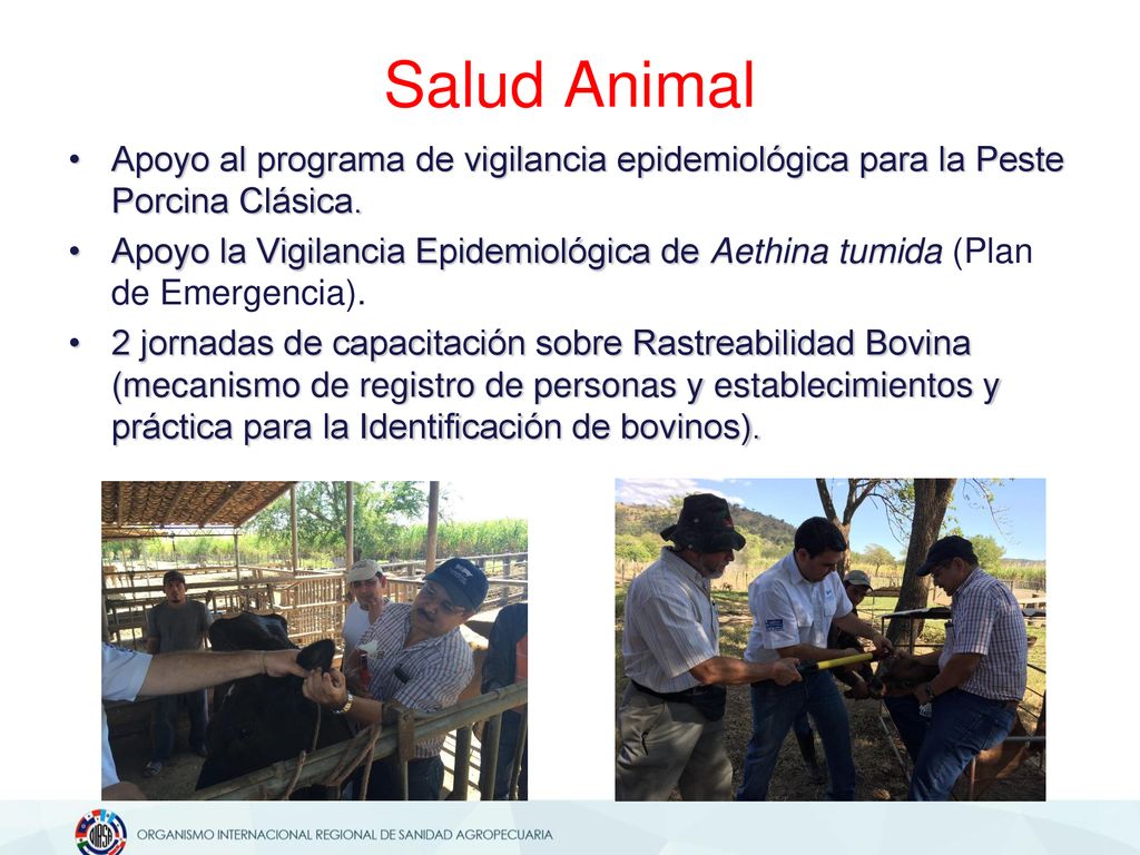 Salud Animal Apoyo al programa de vigilancia epidemiológica para la Peste Porcina Clásica.