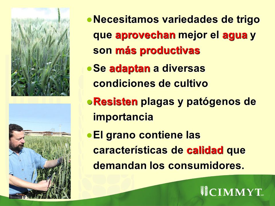 Necesitamos variedades de trigo que aprovechan mejor el agua y son más productivas