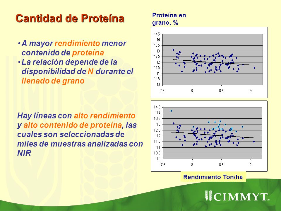 Cantidad de Proteína A mayor rendimiento menor contenido de proteína