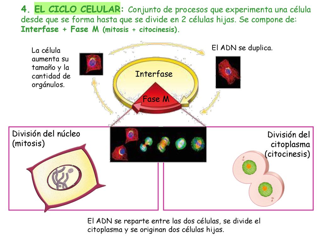 4. EL CICLO CELULAR: Conjunto de procesos que experimenta una célula desde que se forma hasta que se divide en 2 células hijas. Se compone de: Interfase + Fase M (mitosis + citocinesis).