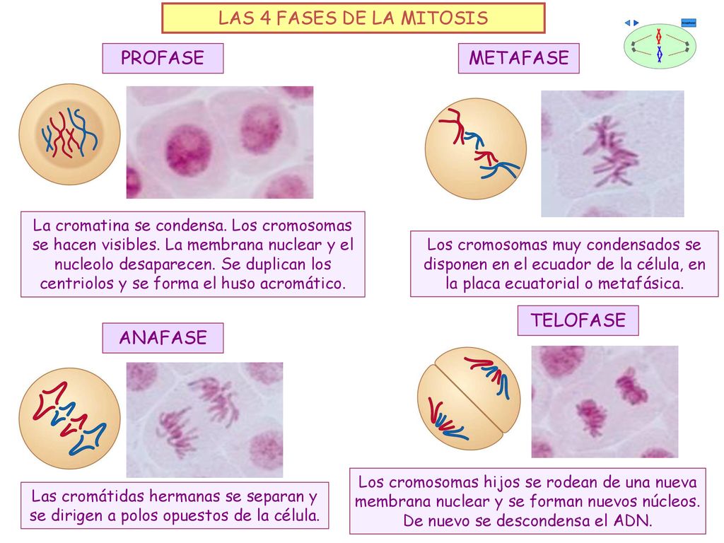 LAS 4 FASES DE LA MITOSIS PROFASE METAFASE TELOFASE ANAFASE
