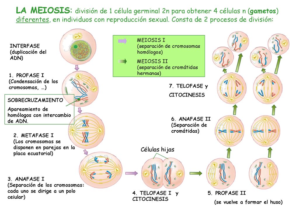 LA MEIOSIS: división de 1 célula germinal 2n para obtener 4 células n (gametos) diferentes, en individuos con reproducción sexual. Consta de 2 procesos de división: