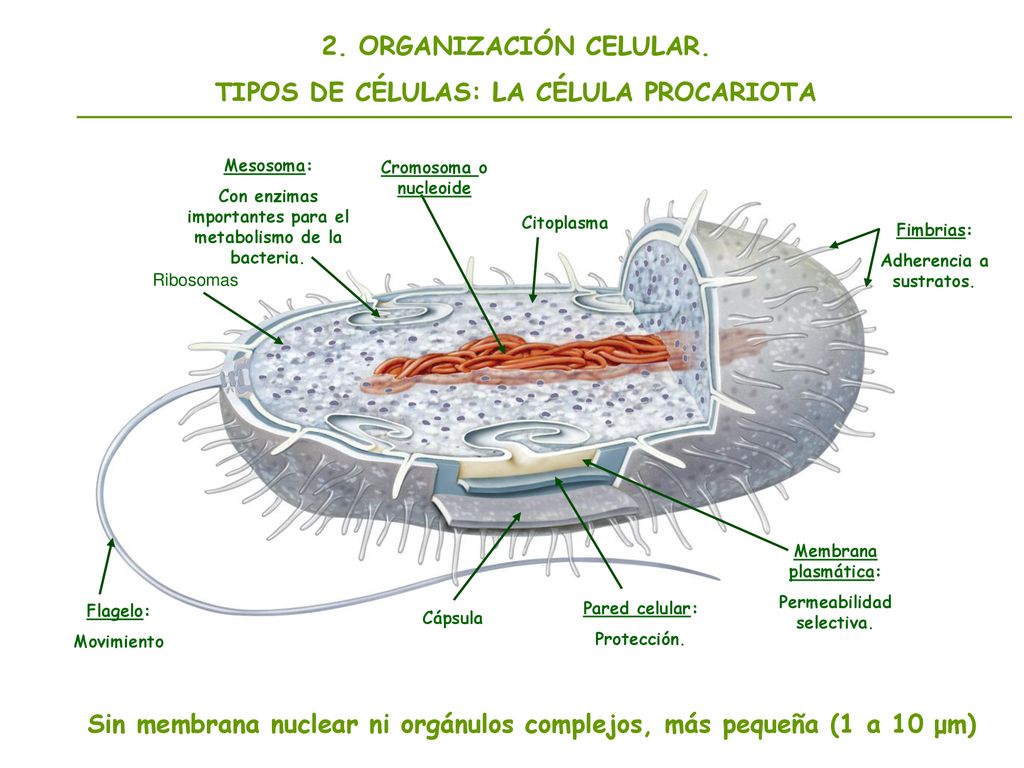 TIPOS DE CÉLULAS: LA CÉLULA PROCARIOTA
