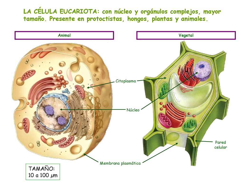 LA CÉLULA EUCARIOTA: con núcleo y orgánulos complejos, mayor tamaño