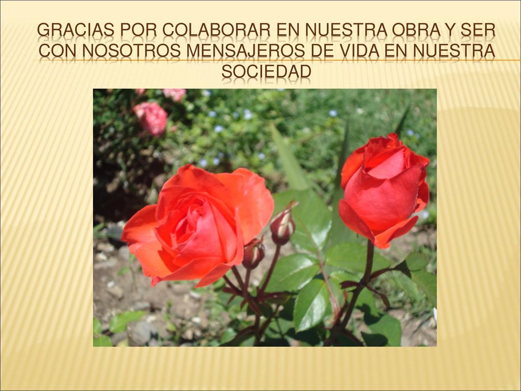 Gracias por colaborar en nuestra obra y ser con nosotros mensajeros de vida en nuestra sociedad