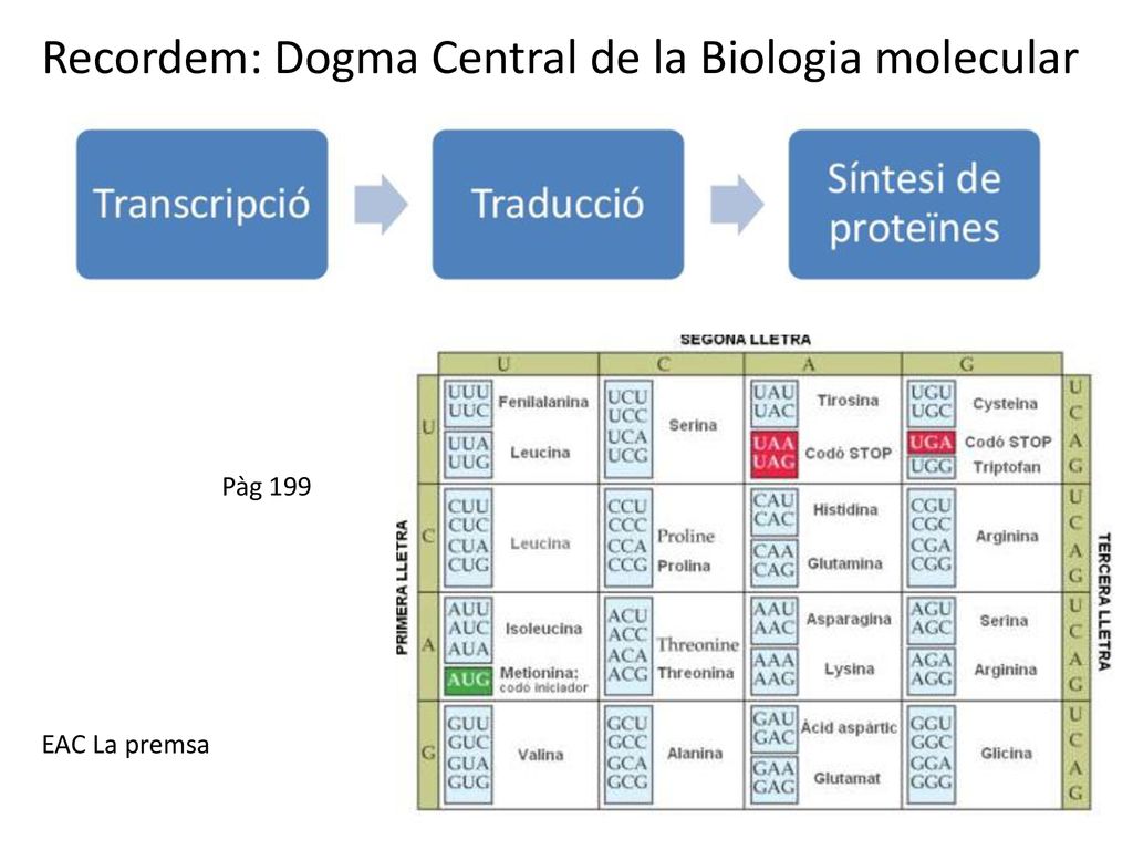 Recordem: Dogma Central de la Biologia molecular