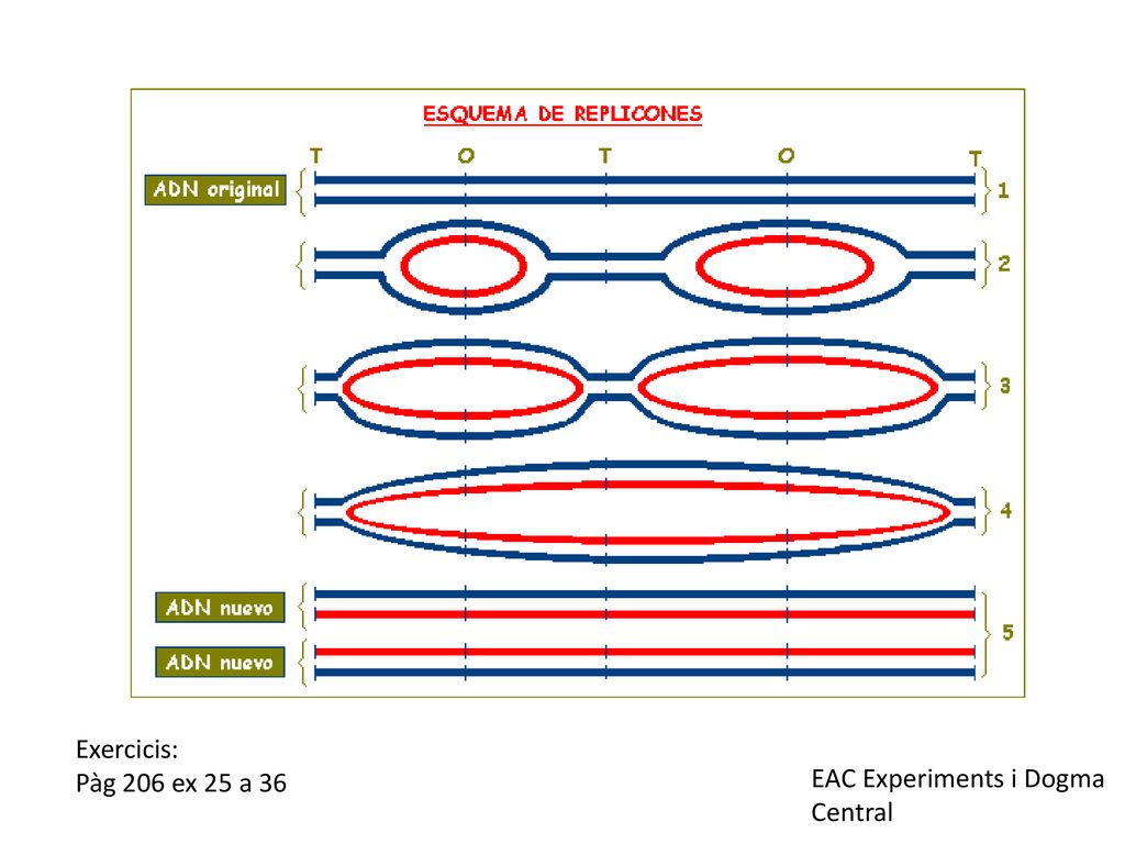 Exercicis: Pàg 206 ex 25 a 36 EAC Experiments i Dogma Central