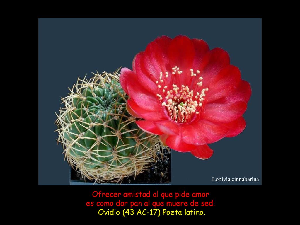 Ofrecer amistad al que pide amor es como dar pan al que muere de sed.