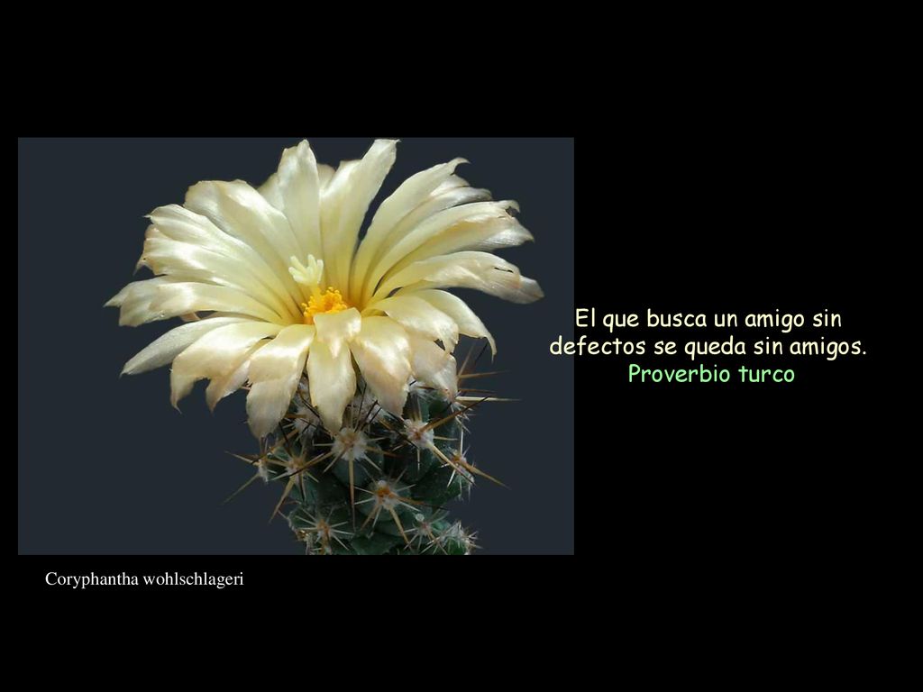 El que busca un amigo sin defectos se queda sin amigos.