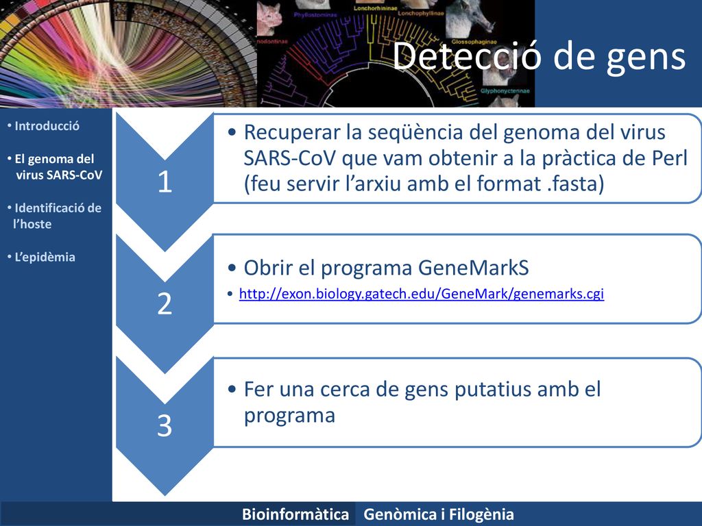 Detecció de gens Introducció. El genoma del. virus SARS-CoV. Identificació de. l’hoste. L’epidèmia.