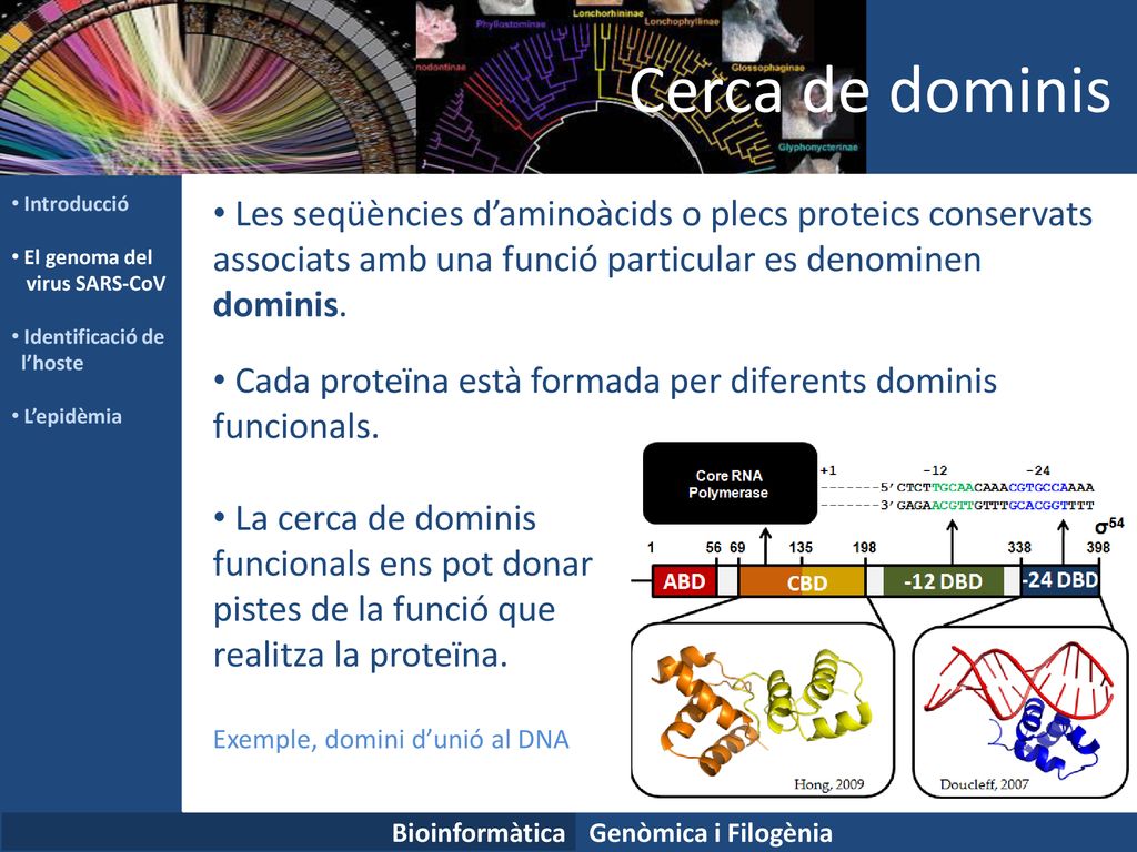Cerca de dominis Introducció. El genoma del. virus SARS-CoV. Identificació de. l’hoste. L’epidèmia.