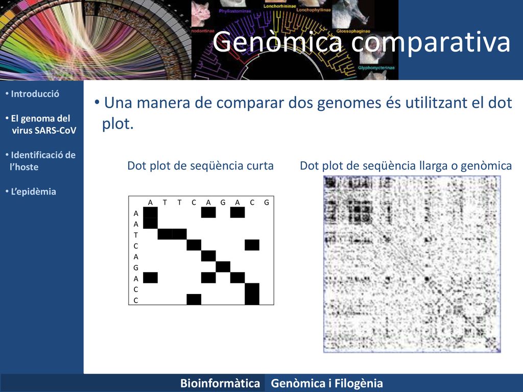 Genòmica comparativa Introducció. El genoma del. virus SARS-CoV. Identificació de. l’hoste. L’epidèmia.