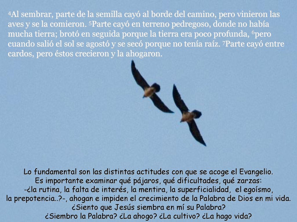 4Al sembrar, parte de la semilla cayó al borde del camino, pero vinieron las aves y se la comieron. 5Parte cayó en terreno pedregoso, donde no había mucha tierra; brotó en seguida porque la tierra era poco profunda, 6pero cuando salió el sol se agostó y se secó porque no tenía raíz. 7Parte cayó entre cardos, pero éstos crecieron y la ahogaron.