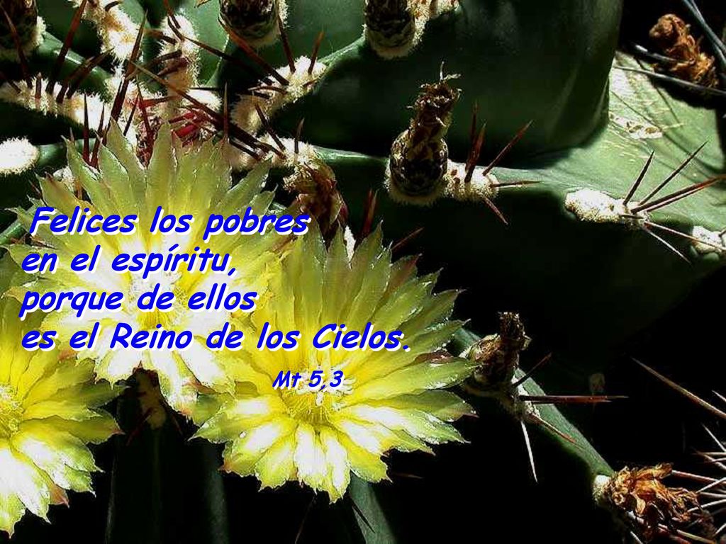 Felices los pobres en el espíritu, porque de ellos es el Reino de los Cielos.