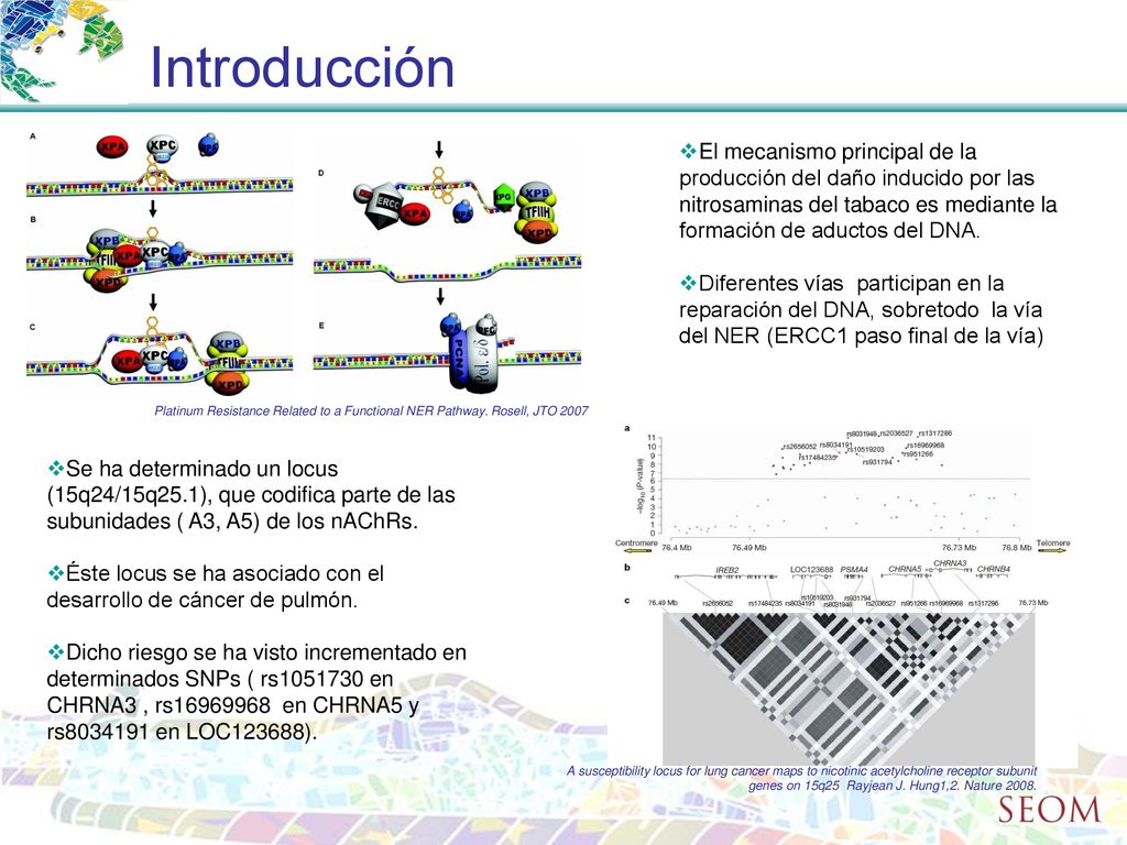 Introducción El mecanismo principal de la producción del daño inducido por las nitrosaminas del tabaco es mediante la formación de aductos del DNA.