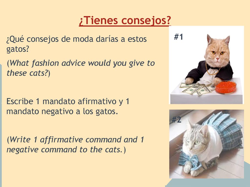 ¿Tienes consejos #1 ¿Qué consejos de moda darías a estos gatos
