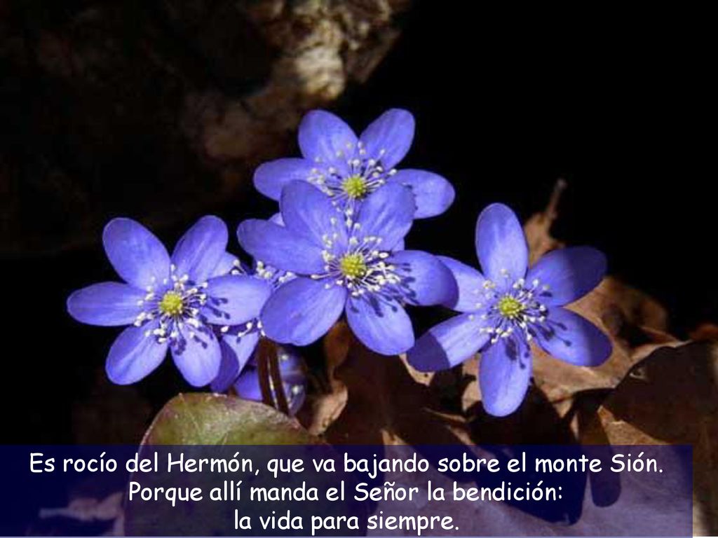 Es rocío del Hermón, que va bajando sobre el monte Sión