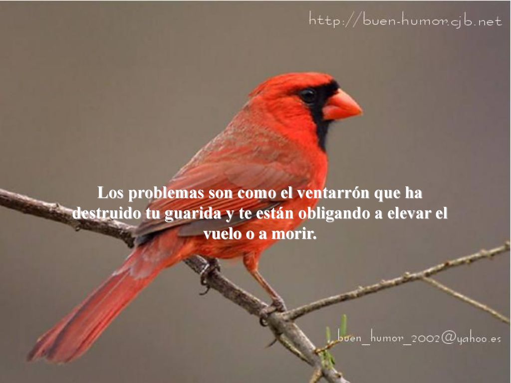Los problemas son como el ventarrón que ha destruido tu guarida y te están obligando a elevar el vuelo o a morir.