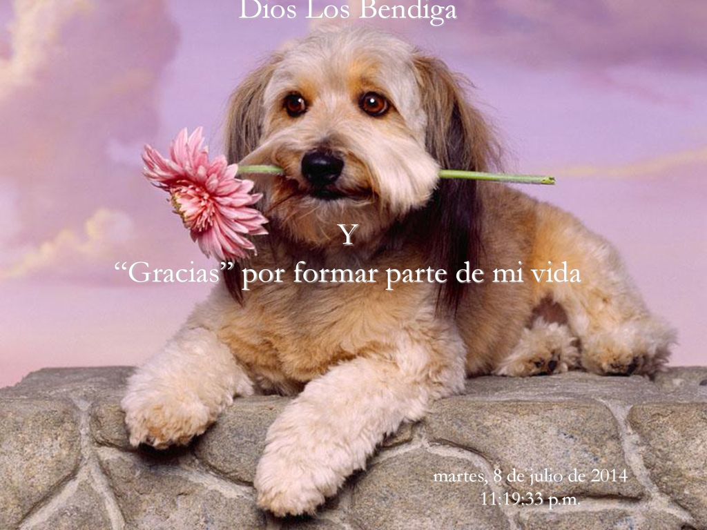 Dios Los Bendiga Y Gracias por formar parte de mi vida