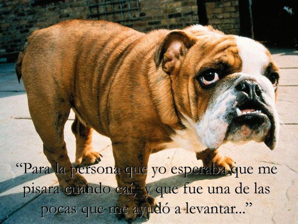 Para la persona que yo esperaba que me pisara cuando caí, y que fue una de las pocas que me ayudó a levantar...