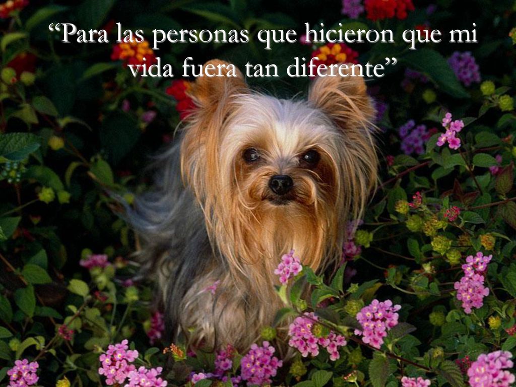 Para las personas que hicieron que mi vida fuera tan diferente