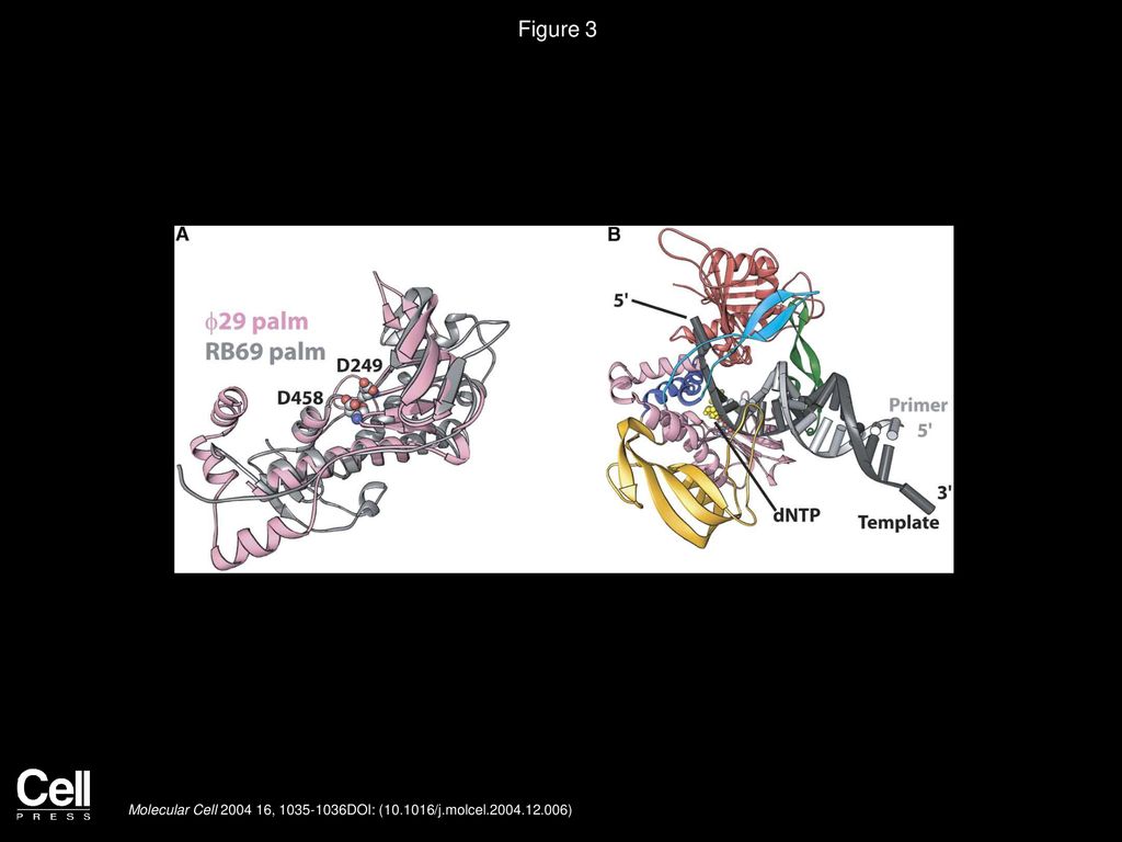 Figure 3 Homology Modeling of DNA from the Structure of a RB69 DNA Polymerase Ternary Complex onto the Structure of φ29 DNA Polymerase.