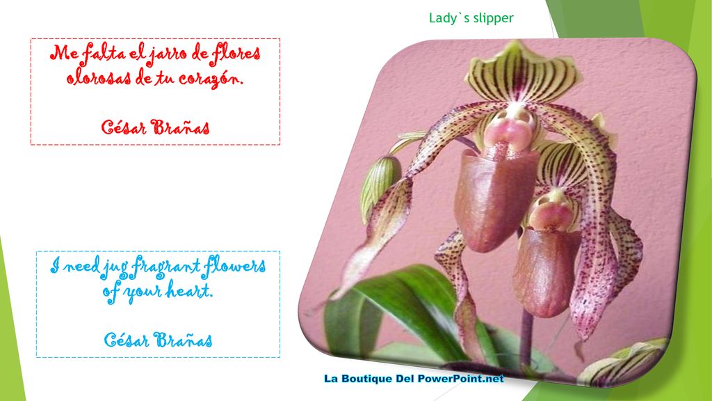 Me falta el jarro de flores olorosas de tu corazón.