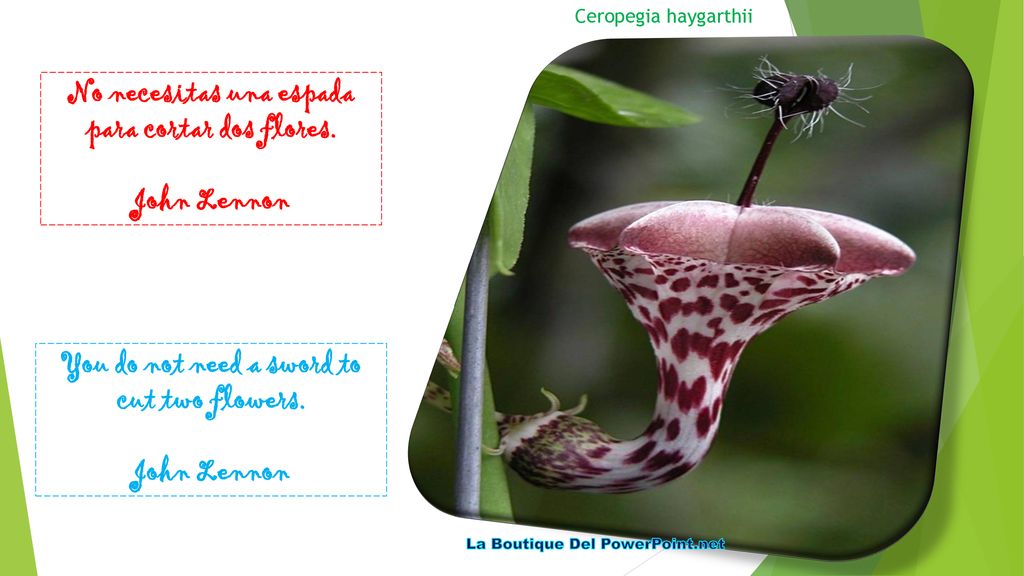 No necesitas una espada para cortar dos flores.